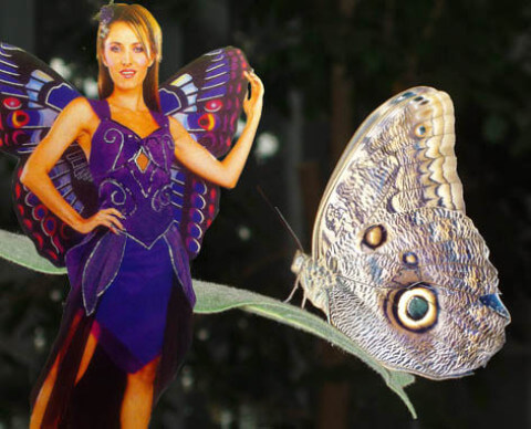 Schmetterling - Kostüm