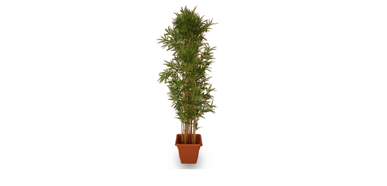 Deko Bambusbaum / Pflanzen Vermietung