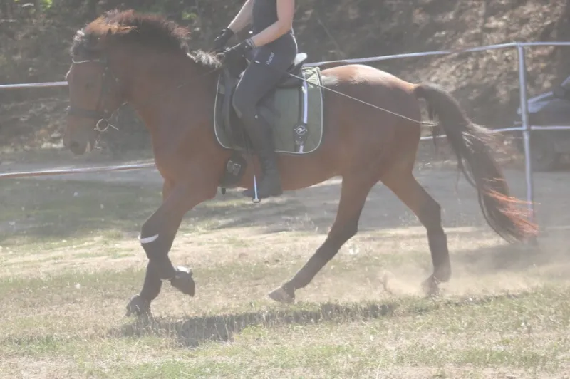 Reitbeteiligung