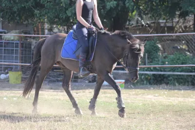 Reitbeteiligung