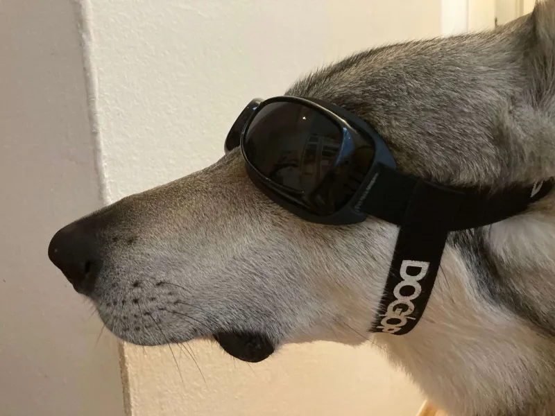 Sonnenbrille für Hunde